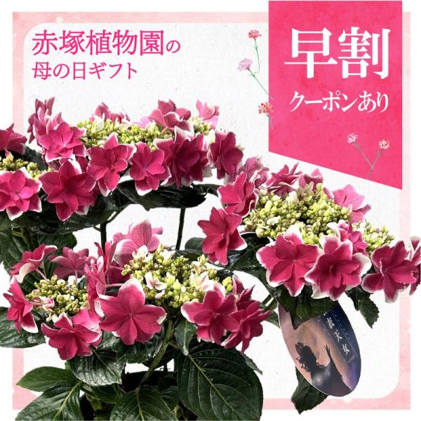 [Release date: May 6, 2026][アジサイ｜羽衣天女]〜天女の衣のように軽やかに。透き通るような白と青の対比が美しい、幻想的な一鉢島根県で育成されたオリジナル品種で、その名の通り天女が纏う羽衣のような、軽やかで優美な花...