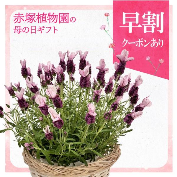 【早割期間中！】母の日ギフト2026 ラベンダー ノーブルサマー 5号｜鉢花10-TU
