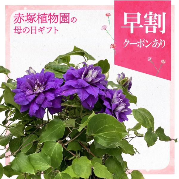 [Release date: May 6, 2026][クレマチス｜キリ・テ・カナワ]〜静寂を破る、深い蒼の衝撃。大輪の八重咲きが魅せる、高貴で圧倒的な存在感1986年に作出され、ニュージーランド出身の有名なオペラ歌手にちなんで名付けられた...