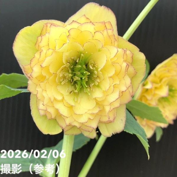 お買い得一点物咲き進み株】加藤農園 多弁クリスマスローズ