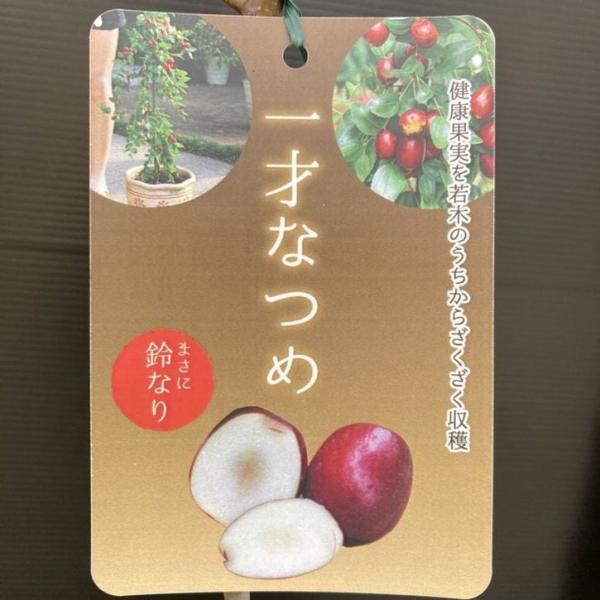 ナツメ 一才なつめ 4号ロングポット｜果樹10-TU
