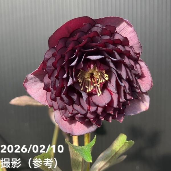 お買い得一点物咲き進み株】広瀬園芸 クリスマスローズ 4.5号（HR12