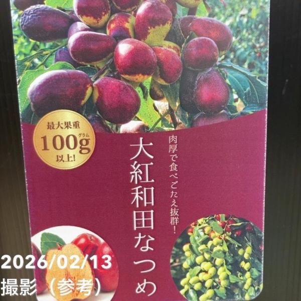 ナツメ 大紅和田なつめ 4号ロングポット 1年生 接木苗｜果樹10-TU
