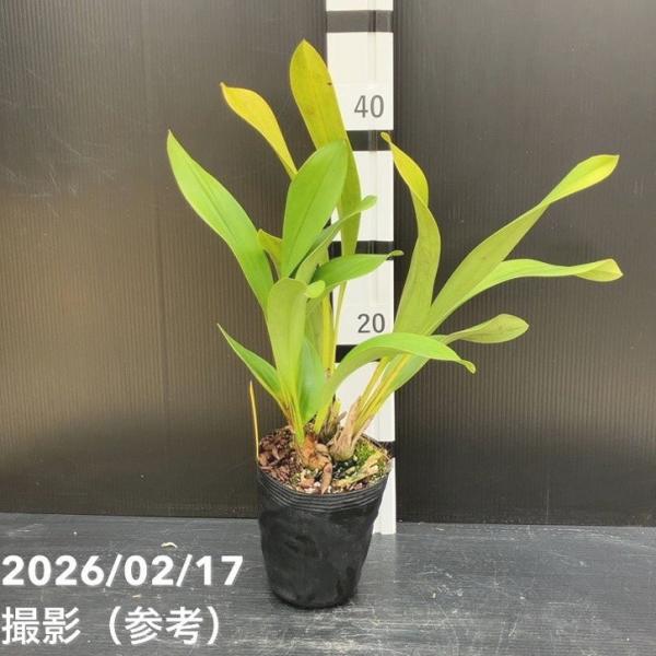 ＜花芽1個＞デボニアナム 4号｜ミツバチ蘭｜洋蘭10-TU