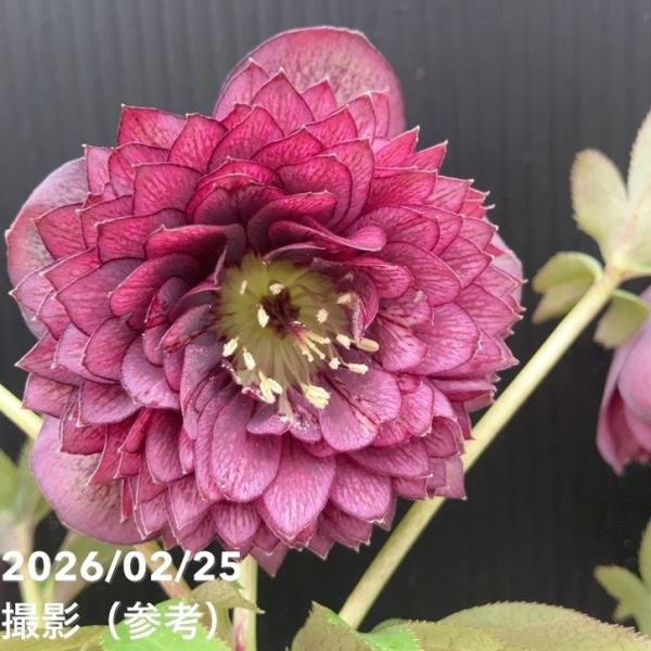 お買い得一点物咲き進み株】広瀬園芸 クリスマスローズ 4.5号（HR43