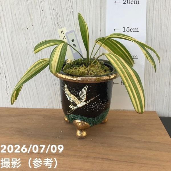 決算P10倍！8/2まで】【現品お届け】観音竹 カンノンチク 寿晃 じゅ