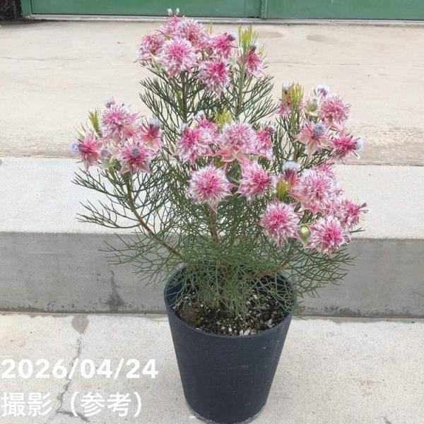 【お買い得！】ジョーイセルリア カルメン 5号｜花木10-TU