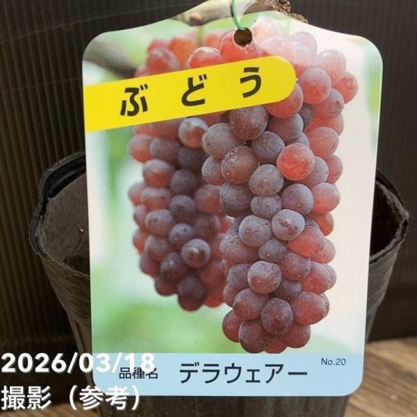 ブドウ デラウェア 4号ロングポット｜果樹04-PA
