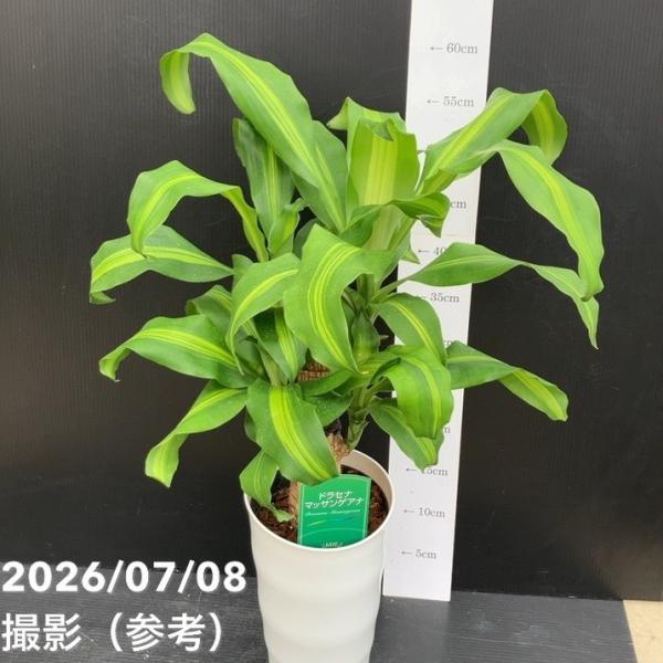 【20%OFFクーポン】【決算P10倍！8/2まで】幸福の木 6号 白鉢 受け皿付き｜観葉10-TU