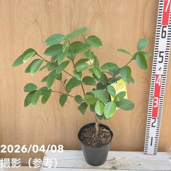 レモン リスボンレモン 5号ポット｜果樹04-PA