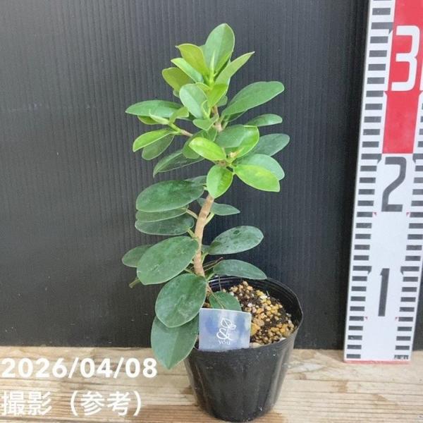 パンダガジュマル 4号｜観葉04-PA : 赤塚植物園ヤフー店 - 通販