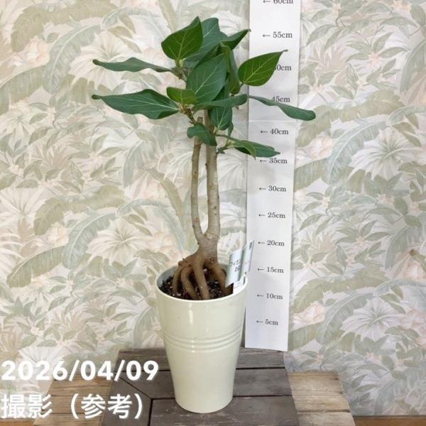 【決算P5倍！8/2まで】フィカス ベンガレンシス 5号｜観葉04-PA