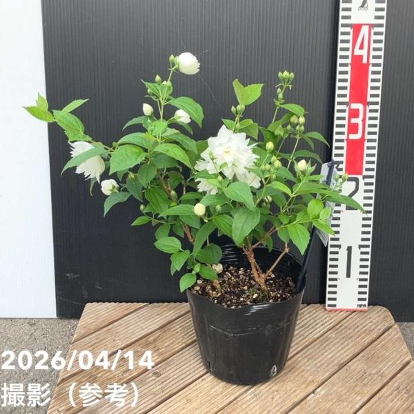 バイカウツギ パールズオブパフューム 5号｜花木04-PA