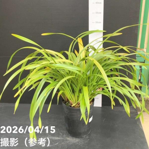花芽3個以上＞キンリョウヘン 6号（品種不明）｜ミツバチ蘭｜洋蘭10-TU