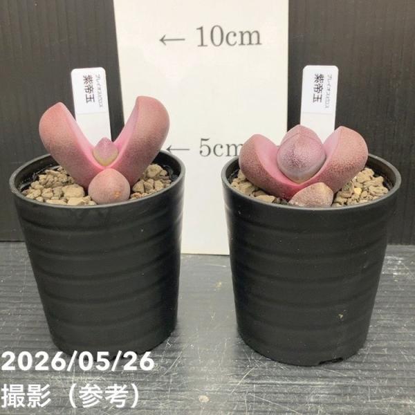 【決算P10倍！8/2まで】プレイオスピロス 紫帝玉 2.5号 2鉢セット｜観葉10-TU