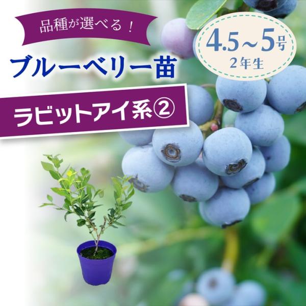 【予約9月下旬以降発送】ブルーベリー苗 ラビットアイ系 選択可能品種（2）（コースタル/フェスティバル/ベッキーブルー/ウィトウなど）2年生苗｜果樹10-TU
