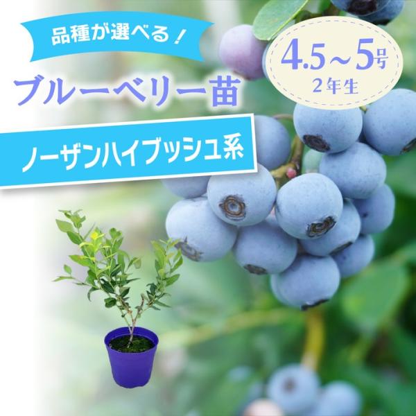 【予約9月下旬以降発送】ブルーベリー苗 ノーザンハイブッシュ系 選択可能品種（ウェイマウス/スパルタン/エリザベス/チャンドラーなど）2年生苗｜果樹10-TU