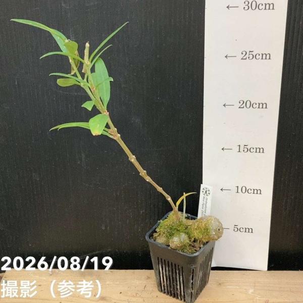 【現品お届け】アリ植物 Hydnophytum sp.（ameba tuber）West Papua［S0319-03］3号（Ari10）｜観葉04-PA