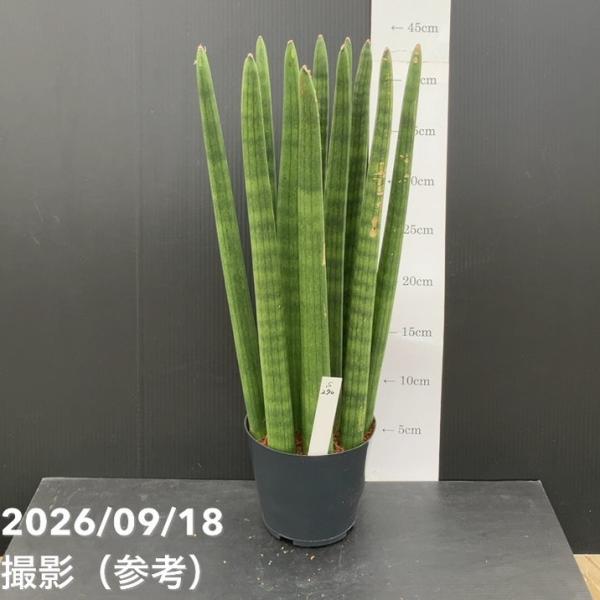 【現品お届け】サンスベリア 3.5号 キリンドリカ（S270）｜観葉02-D2