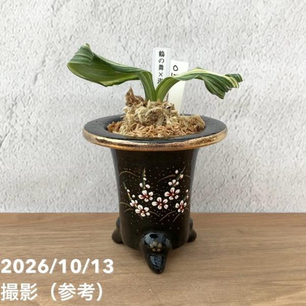 【現品お届け】豊明園 万年青 オモト 鶴の舞×海龍獅子 錦鉢（O124）｜観葉10-TU