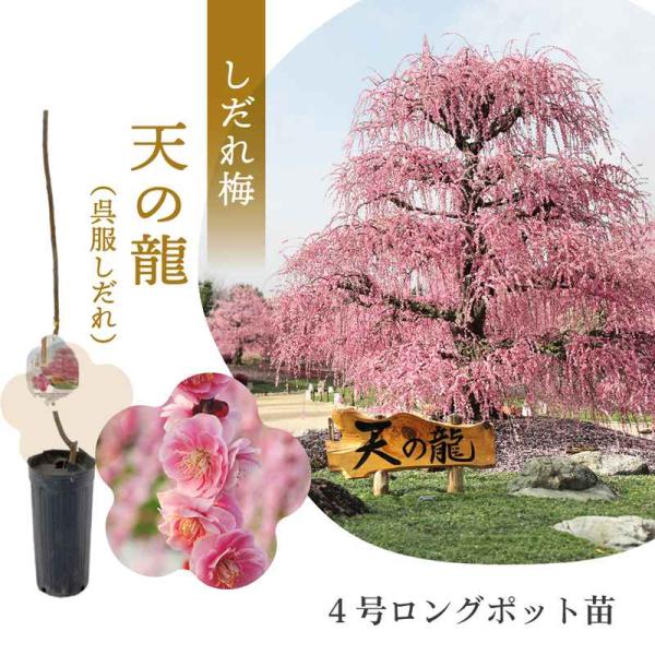サイズ：4号ロングポット苗 1年生苗※接ぎ木お届け時期：随時※開花は1〜2年後です。[天の龍（呉服しだれ）]花：淡紅色、八重咲、野梅系※まだ根が十分張っておりません。ロングポットから出す際は、ハサミで上から下へポットをカットして苗木を出しま...