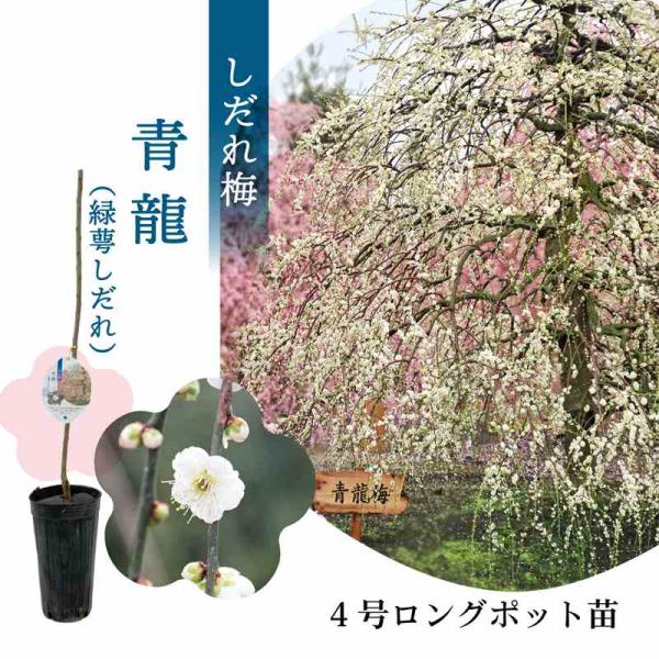 サイズ：4号ロングポット苗 1年生苗※接ぎ木お届け時期：随時※開花は1〜2年後です。[青龍（緑萼しだれ）]花：青白色、八重咲、野梅系、青軸性※まだ根が十分張っておりません。ロングポットから出す際は、ハサミで上から下へポットをカットして苗木を...