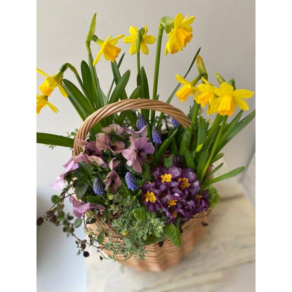 ミニスイセンプリムラビオラ春色寄せ植え水仙ムスカリ Buyee Servicio De Proxy Japones Buyee Compra En Japon