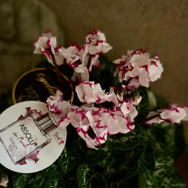 シクラメン アブソリュドゥモレルは、世界唯一のビクトリア咲きの芳香性品種です。一番の特徴は何といっても、そのエレガントな芳香性にあります。お部屋に飾る時はもちろん、お庭に飾ってもその香りを楽しめるほどしっかりとした香りを放ちます。葉色は濃い...