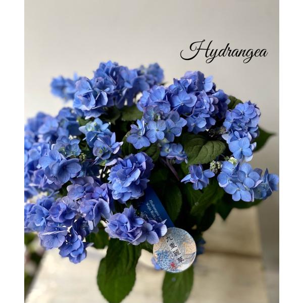 吉岡麗子さんのアジサイ 九重凛華山紫陽花 : a.k.g - 通販 - Yahoo