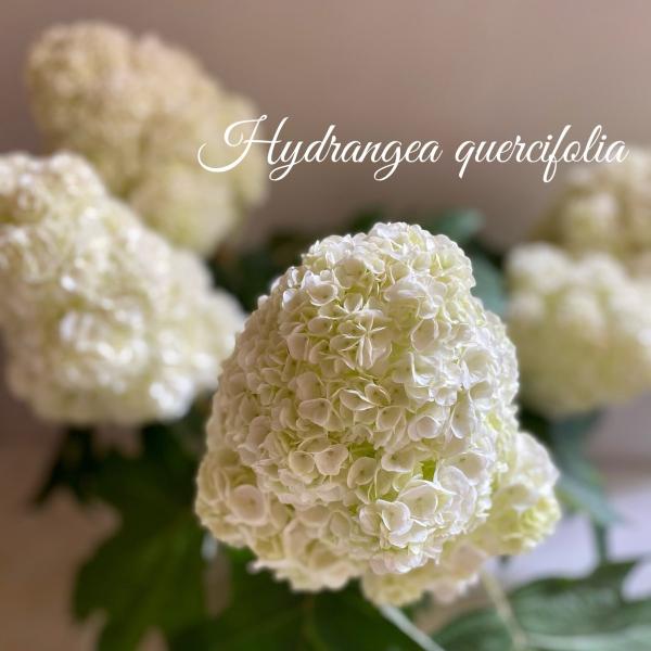 開花株大苗カシワバアジサイハーモニー柏葉紫陽花母の日 Ajisai A K G 通販 Yahoo ショッピング