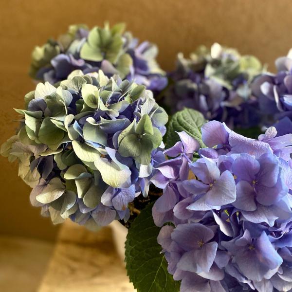 秋 アジサイ 生花の人気商品 通販 価格比較 価格 Com