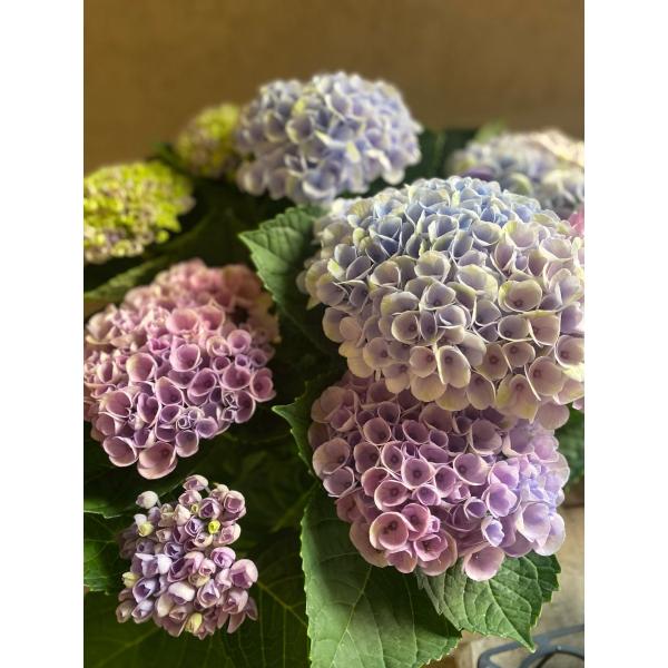 アジサイ　5寸1種4鉢 マジカルレボリューション　紫陽花 秋色アジサイ マジカル レボリューション レインボー] 5号鉢
