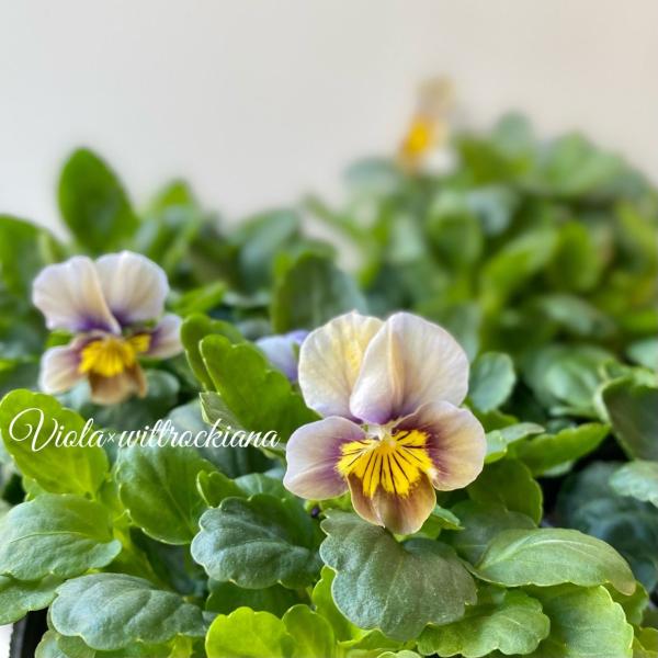 深いアンティーク色が素敵なビオラです。気温によって色味が変わってきます。【学   名】Viola×wittrockiana【科属名】スミレ科スミレ属【分   類】耐寒性一年草【草   丈】20〜30cm【耐寒性】強【耐暑性】弱【日   照】...