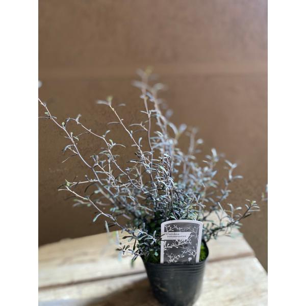 【確認用】　コロキア・コトネアスター コロキア コトネアスター コトネアステル : a.k.g - 通販 - Yahoo