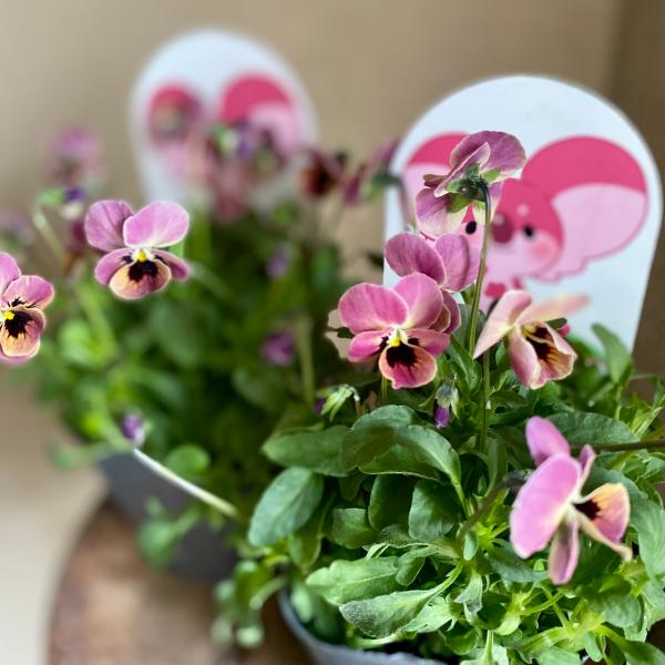 見元さんのビオラ ディープピンクコアラ : a.k.g - 通販 - Yahoo