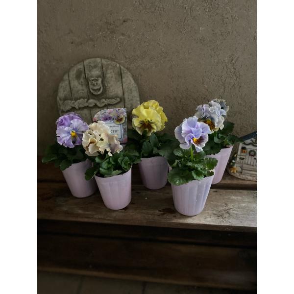 アンティークフリルパンジーフルール2.5号2個セット : a.k.g - 通販