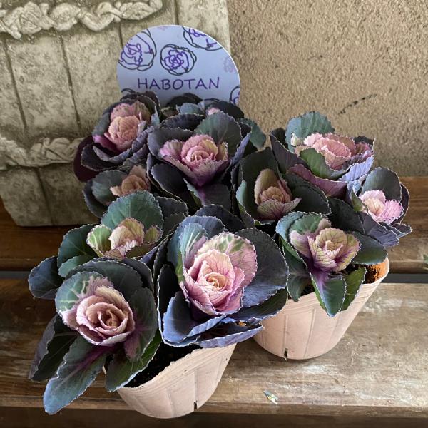 ファジーさんの葉牡丹です。うっすらペインの入った魅力的な色です。何にでも合わせやすくおすすめの葉牡丹です♪3ポットでのお届けになります。ハボタンは管理も難しくなく長い期間楽しめておすすめです。【学   名】Brassica【科属名】アブラナ...