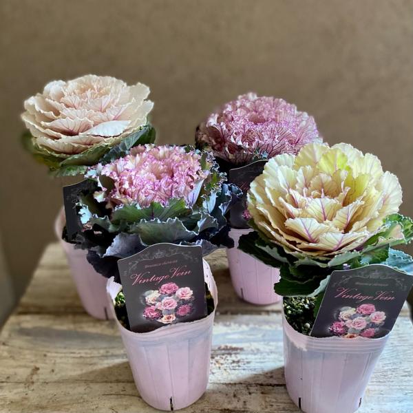 葉牡丹『ヴィンテージベイン』がポイントの華やかな寄せ植え 葉牡丹ヴィンテージペインハボタン2.5寸 : a.k.g - 通販 - Yahoo