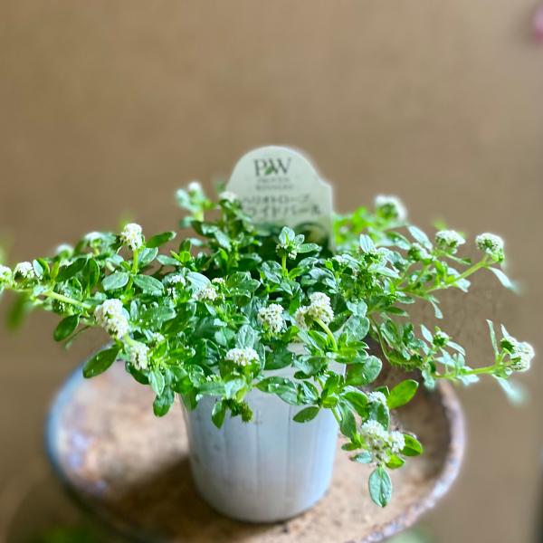 ヘリオトロープ（ブライトブルー）」 アクリル画 SM キャンバス