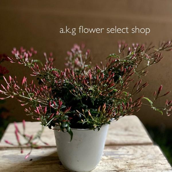 ジャスミン 苗の人気商品 通販 価格比較 価格 Com