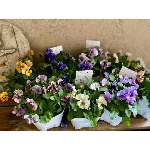 素敵なニチニチソウを作られる北島園芸さんのビオラふんわりとした花色やアンティーク色の花色など、小輪の花がぎゅっとまとまって咲いています♪ざっくりと色分けしています。気温などで花色が変化する場合もあります。【学   名】Viola×wittr...