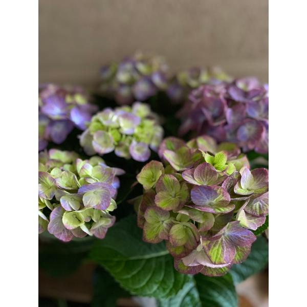 専用商品】 アジサイ 8寸 マジカルグリーンファイヤー 紫陽花
