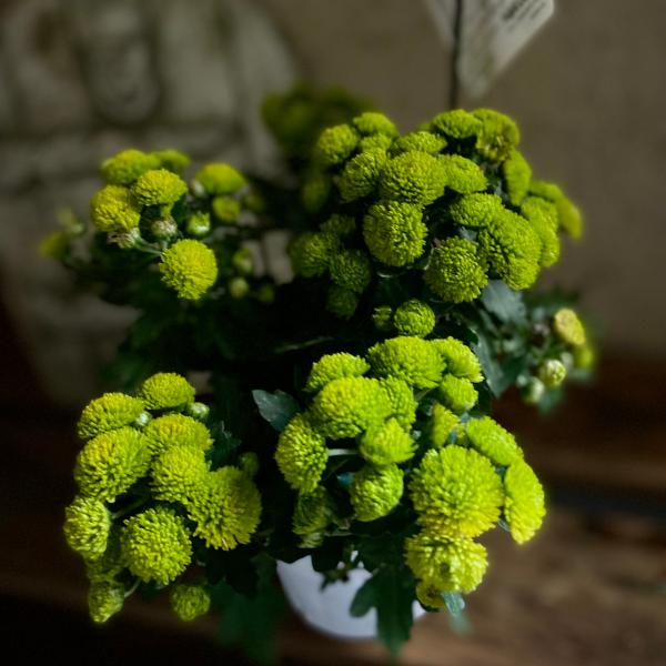 小輪のかわいいポンポン咲きの花です。摘心なしでもよく分枝し大きなドーム状の株になります。ガーデンマムは日照時間が短くなると花芽を付ける短日植物です。夜間に人工灯の影響を受けると開花しない場合があります。そのため夜間に外灯や家の明かりがあたら...