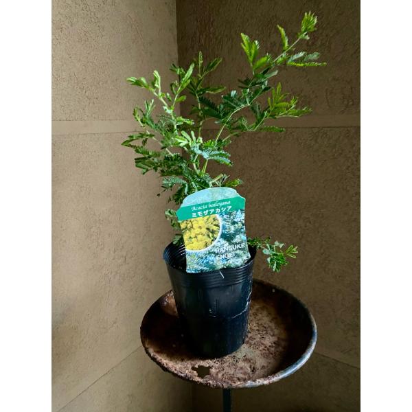 人気のミモザ！2月ごろにふわふわの黄色い花が咲く人気の常緑樹です。【学   名】 Acacia baileyana【科属名】マメ科　アカシア属【分   類】半耐寒性常緑樹【草　丈】 5〜8m【耐寒性】強　約−５℃　 【耐暑性】強【日   照...