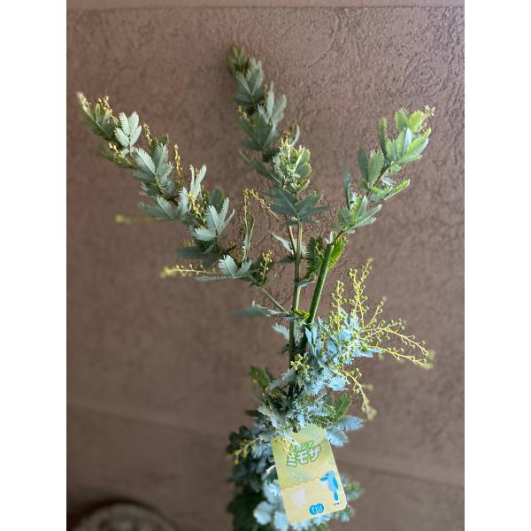 人気のミモザ！今年からお花が楽しめますよ！画像と同等程度のものを送ります。【学   名】 Acacia baileyana【科属名】マメ科　アカシア属【分   類】半耐寒性常緑樹【草　丈】 5〜8m【耐寒性】強　約−５℃　 【耐暑性】強【日...