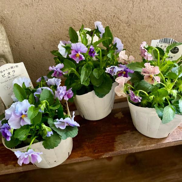 ベジハナファームさんのビオラ2ポット 農家の気持ち Nouka no kimochi