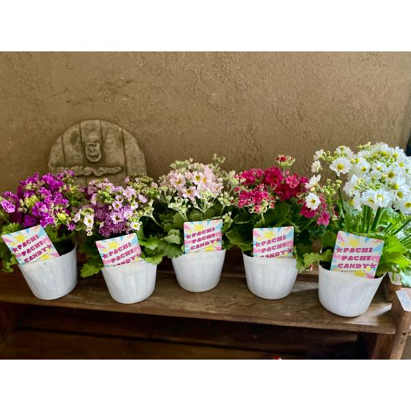 北島園芸さんのフリル咲きのふわふわサクラソウです。花もラベルもとても可愛いです。■開花期間:12月〜5月1年を通して明るい半日陰の風通しの良い戸外で管理してください。午前中は日向で昼からは日陰になるような場所に置くと良いでしょう。冬の間は、...