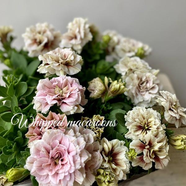 ホイップマカロンプレミアムカラー八重咲き栄養系モカモンブラン Pe17 A K G 通販 Yahoo ショッピング