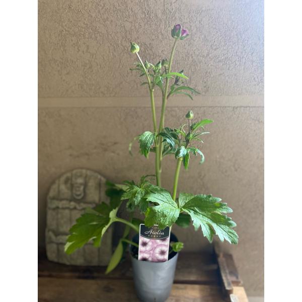 ラナンキュラスラックス アイオリア : a.k.g - 通販 - Yahoo!ショッピング