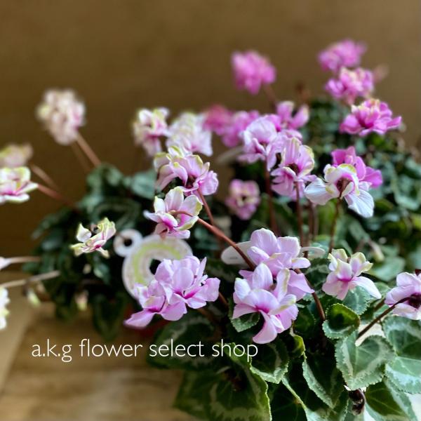 ミニシクラメン グリーンティアラ : a.k.g - 通販 - Yahoo!ショッピング